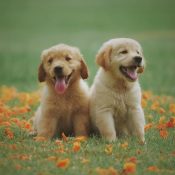 Trimma hunden