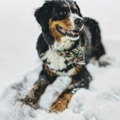 Berner sennenhundar