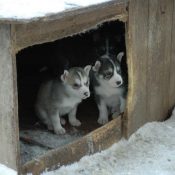 Bygg en egen hundkoja till din fyrbente vän