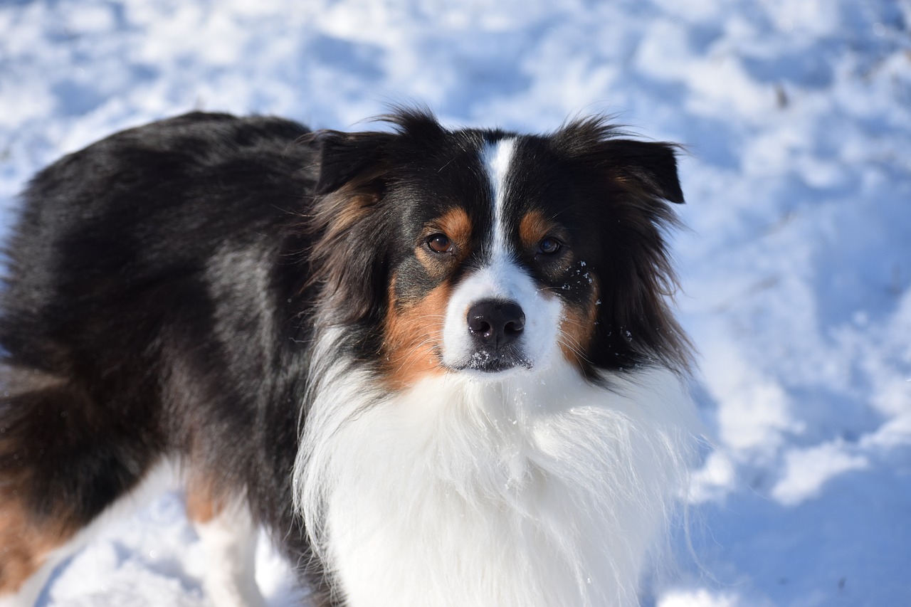 Saker att fundera över innan du skaffar hund