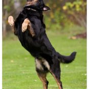 Jaga fågel med hund