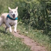 Så väljer du rätt hundförsäkring