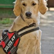 Är hundsele bättre än halsband?